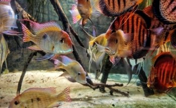 Aquaristikbedarf Waldmann