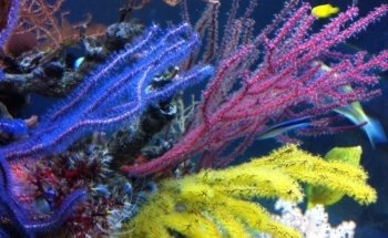 Fischfreund Aquaristik Aquarien- und Teichservice