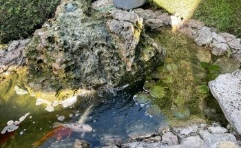 Fischfreund Aquaristik Aquarien- und Teichservice