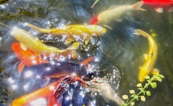 Fischfreund Aquaristik Aquarien- und Teichservice