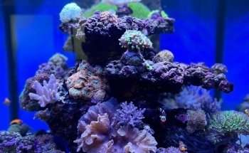 Servicio de Acuarios y Estanques Fischfreund Aquaristik