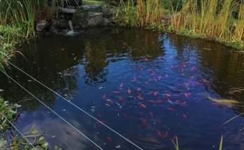 Fischfreund Aquaristik Aquarien- und Teichservice