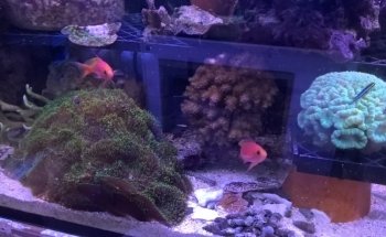 Meerwasseraquaristik Dirk Haase