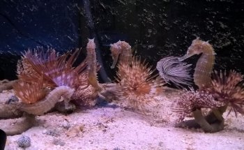 Meerwasseraquaristik Dirk Haase