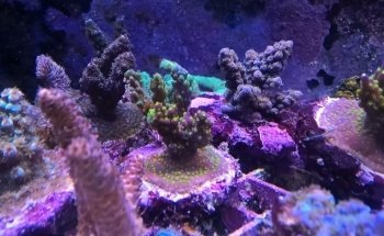 Meerwasseraquaristik Dirk Haase