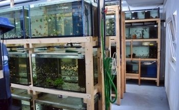 Zierfischzucht Kotterba