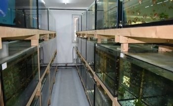 Zierfischzucht Kotterba