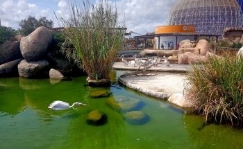 Temperats i tropicals