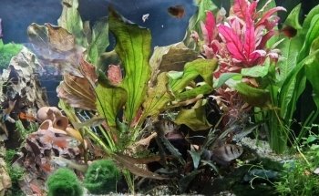 HG-AQUARISTIK el Cuidador de Acuarios