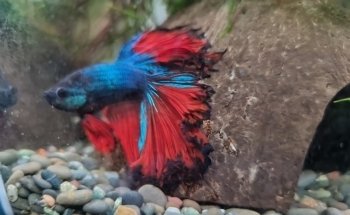 HG-AQUARISTIK die Aquarium-Pfleger