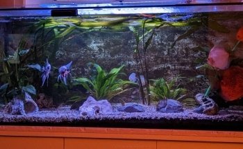 HG-AQUARISTIK die Aquarium-Pfleger