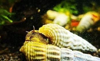 Aquariumkultur und Dekoration