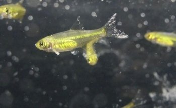 Aquariumkultur und Dekoration