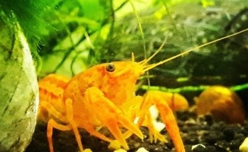 Aquariumkultur und Dekoration