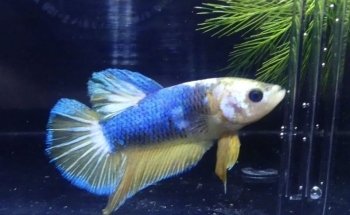 Cultura y Decoración de Acuarios