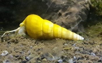 Aquariumkultur und Dekoration