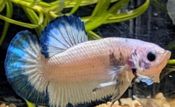 Aquariumkultur und Dekoration