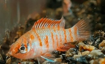 Aquariumkultur und Dekoration