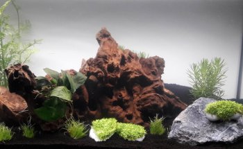 Aquariumkultur und Dekoration