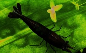 Aquariumkultur und Dekoration