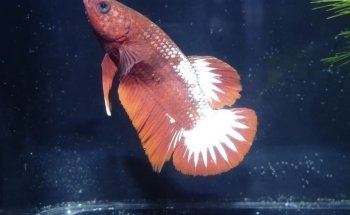 Aquariumkultur und Dekoration