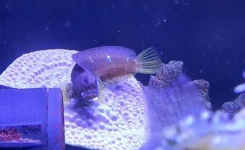 Meerwasseraquaristik Land