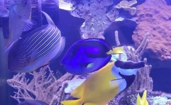 Meerwasseraquaristik Land