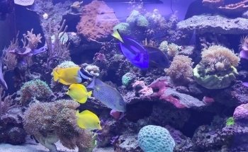 Marine Aquaristics Land