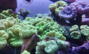 Meerwasseraquaristik Land