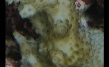 ATI Aquaristik GmbH