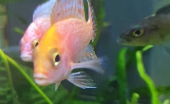 AquaCux by Zierfischzucht E&S