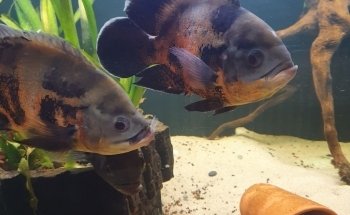 AquaCux by Zierfischzucht E&S