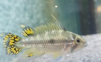 AquaCux by Zierfischzucht E&S