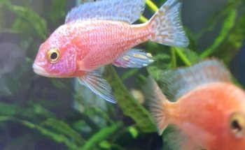 AquaCux by Zierfischzucht E&S