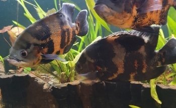 AquaCux by Zierfischzucht E&S