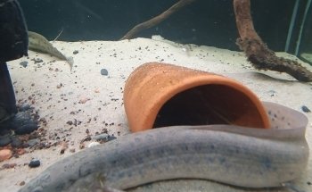 AquaCux by Zierfischzucht E&S