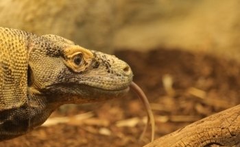 Exotarium Zoo Frankfurt