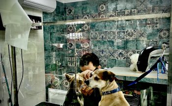 ORELLANA PETS