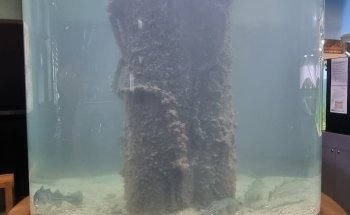 Aquarium im Ostsee-Info-Center Eckernförde