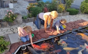 Acuario Tomodachi Koifutter