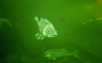 Erlebnis-Aquarium Fietes Schuppen-Schuppen