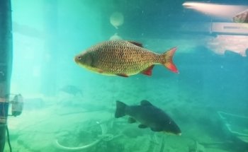 Erlebnis-Aquarium Fietes Schuppen-Schuppen