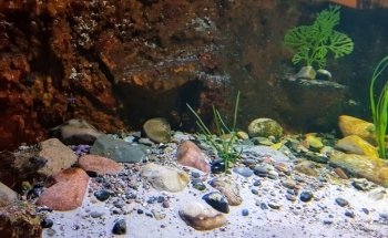 Erlebnis-Aquarium Fietes Schuppen-Schuppen