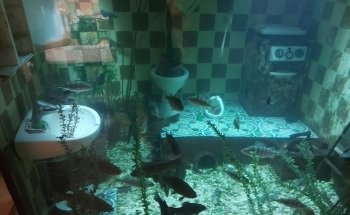 Erlebnis-Aquarium Fietes Schuppen-Schuppen