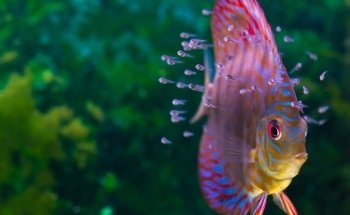 Aquarienservice-Aachen