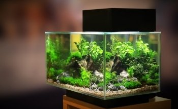 Servicio de Acuario Aachen