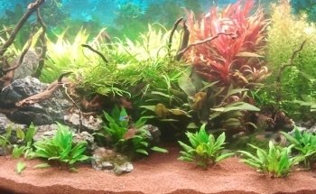 Aquarienservice-Aachen