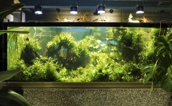 Aquarienservice-Aachen