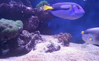 Diamantaquarien Havixbeck Inh. Klaus-Michael Ruffert / Aquarien direkt vom Hersteller