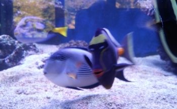 Diamantaquarien Havixbeck Inh. Klaus-Michael Ruffert / Aquarien directamente del fabricante